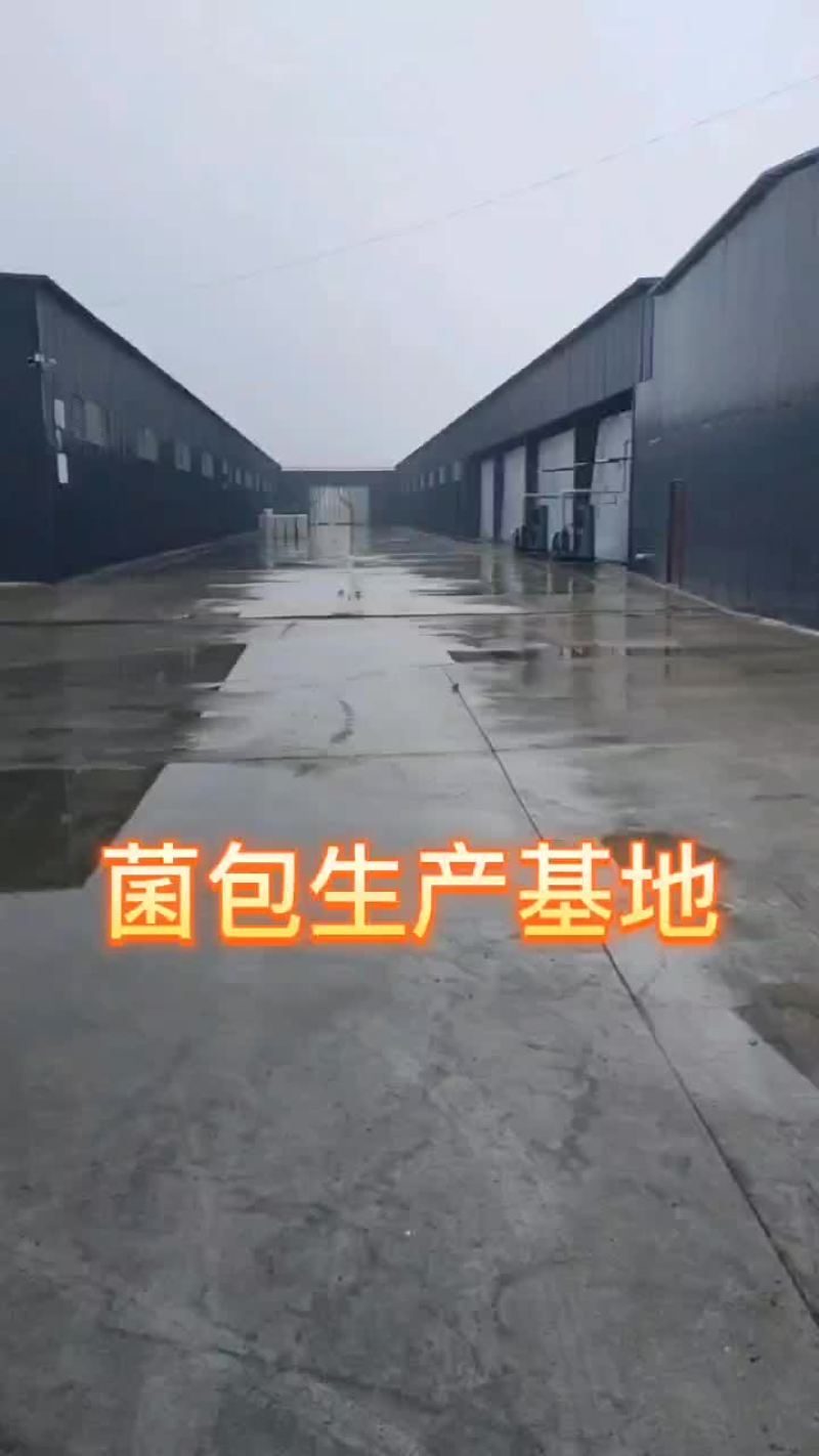 厂家直销大量供货金耳菌包。