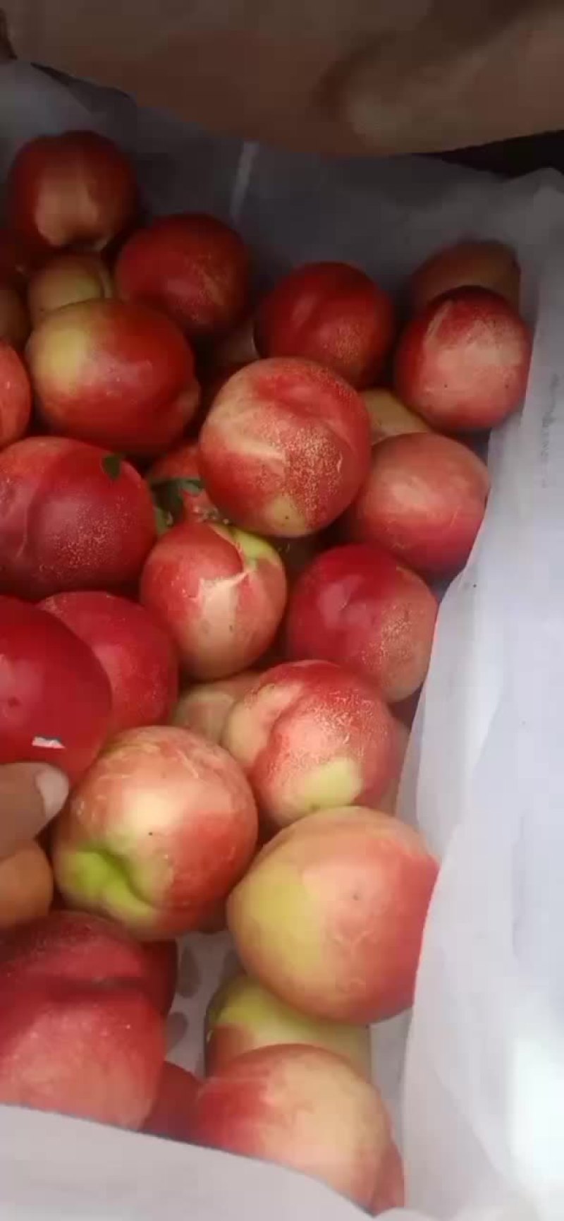 中油13大量上市价格2.4