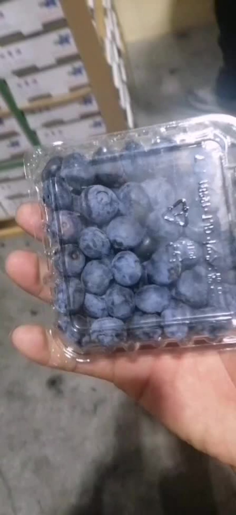 特价蓝莓