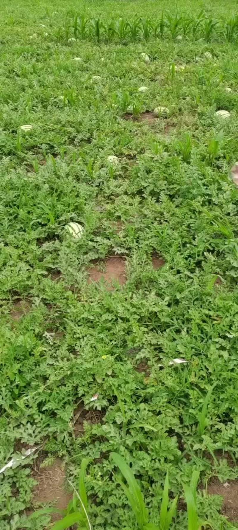 黄河滩沙地西农八号超甜西瓜