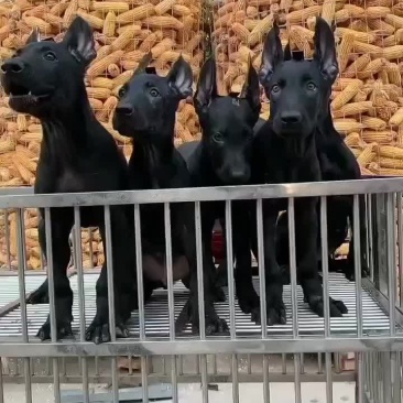 黑狼犬墨界黑狼