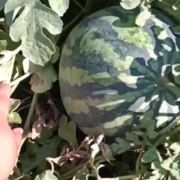 小甜王西瓜有货要的老板联系