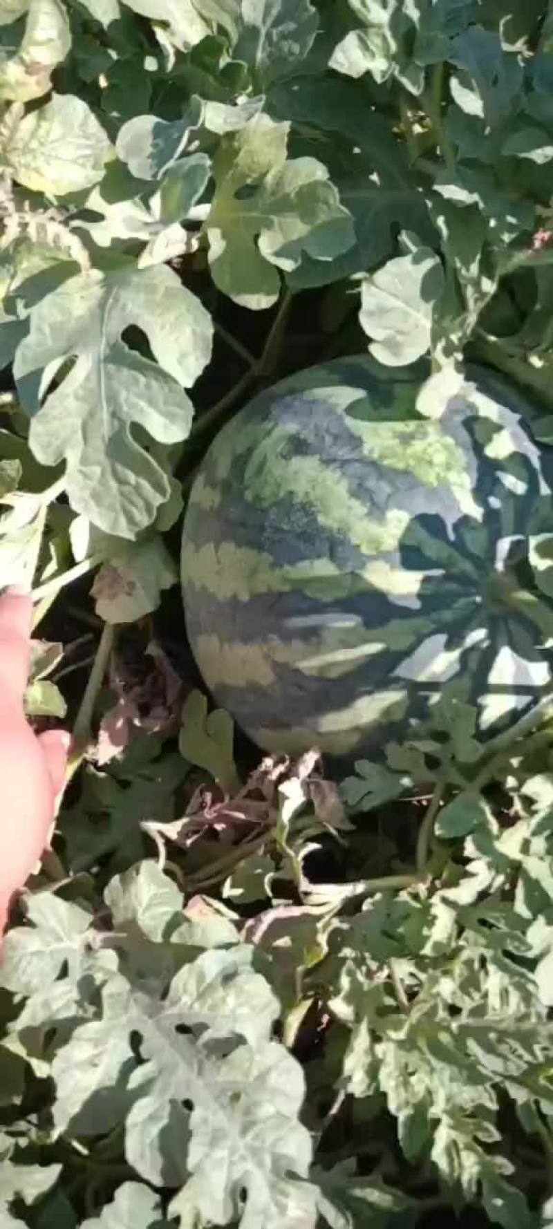 小甜王西瓜有货要的老板联系