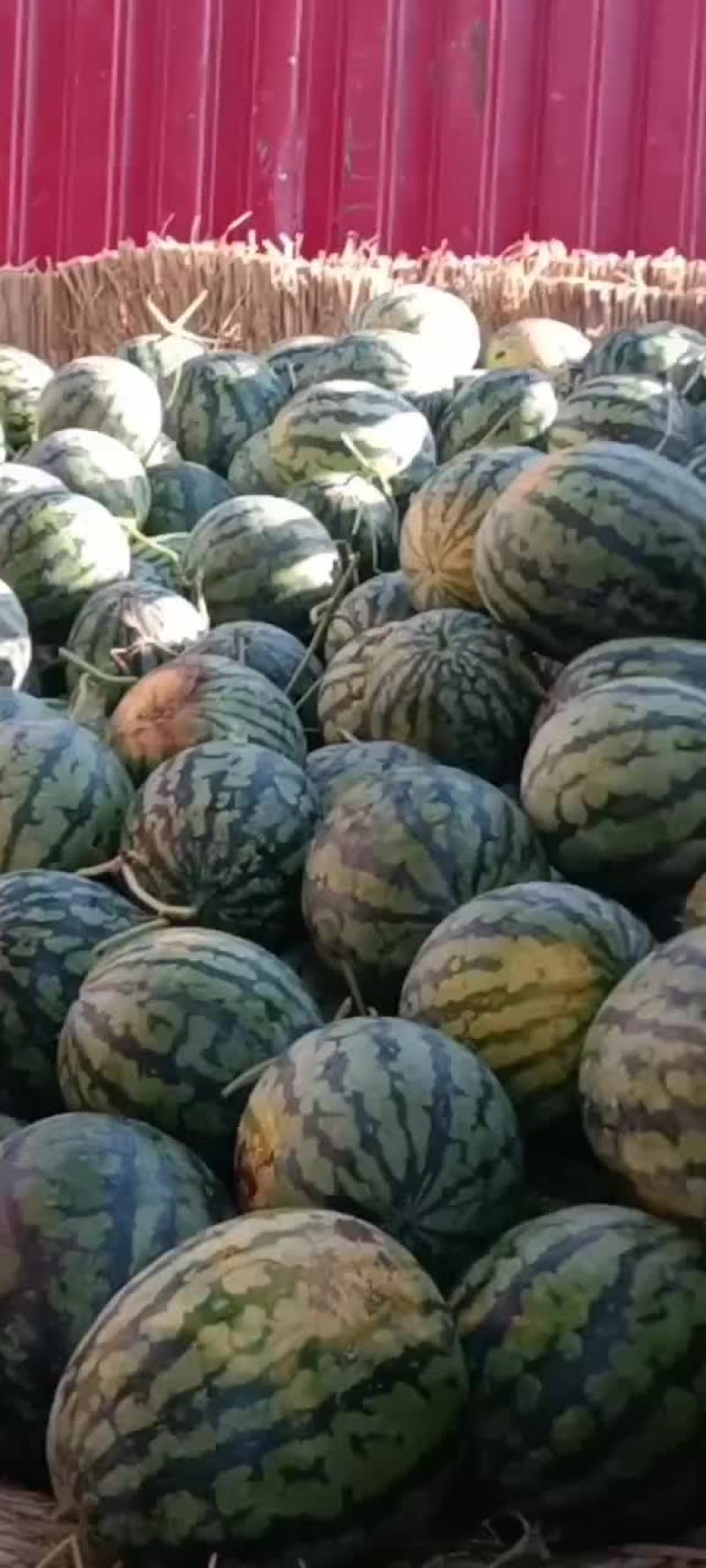 小甜王西瓜有货要的老板联系