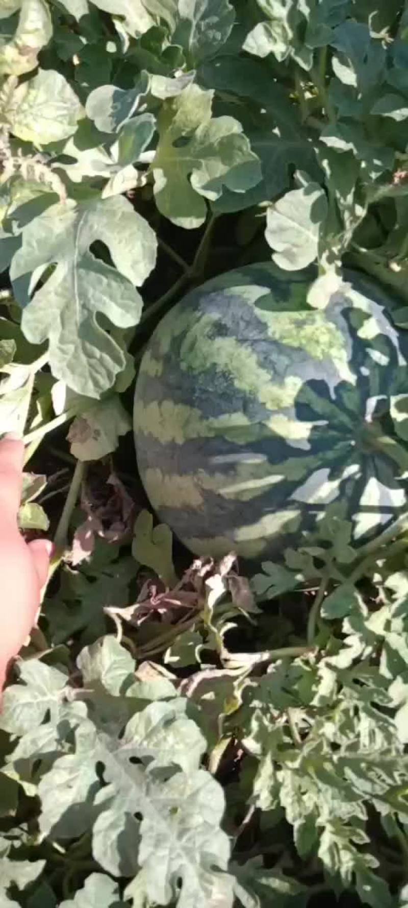 小甜王西瓜有货要的老板联系