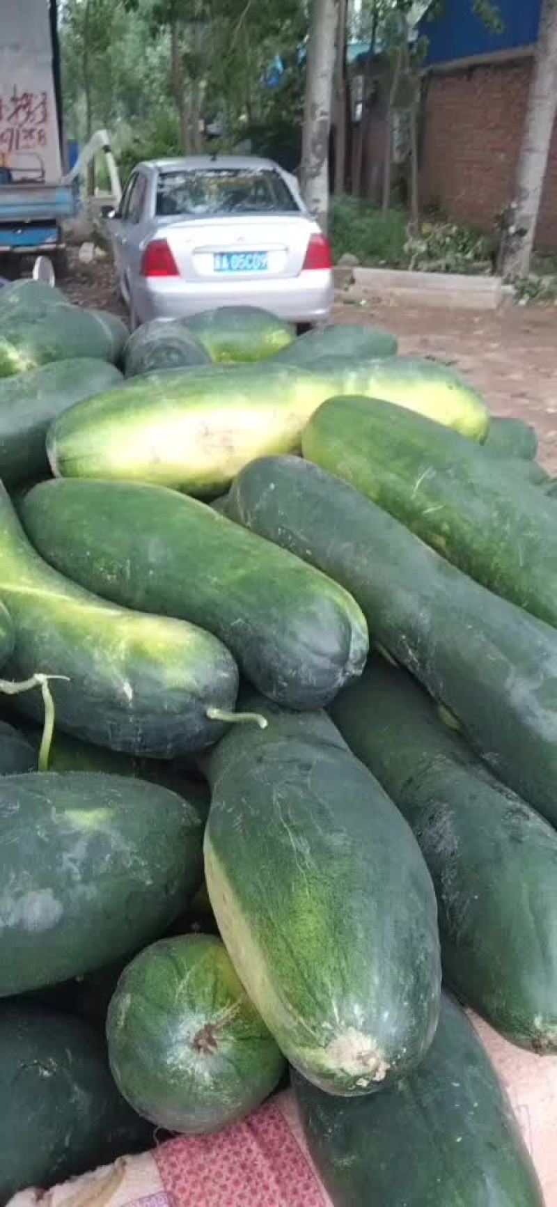 黑皮地冬瓜，大量出货，品种条美，耐运输，有一定瓜农合作，