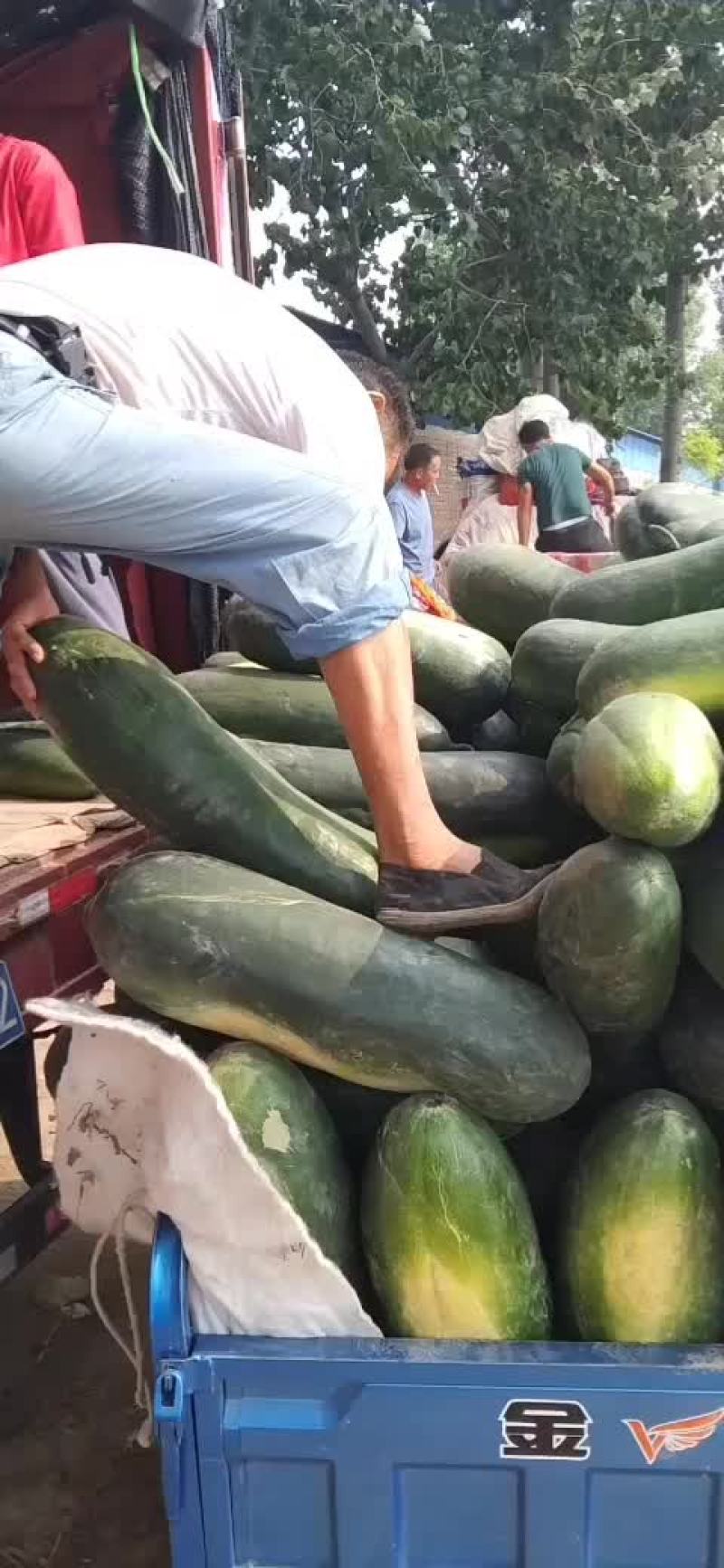 黑皮地冬瓜，大量出货，品种条美，耐运输，有一定瓜农合作，