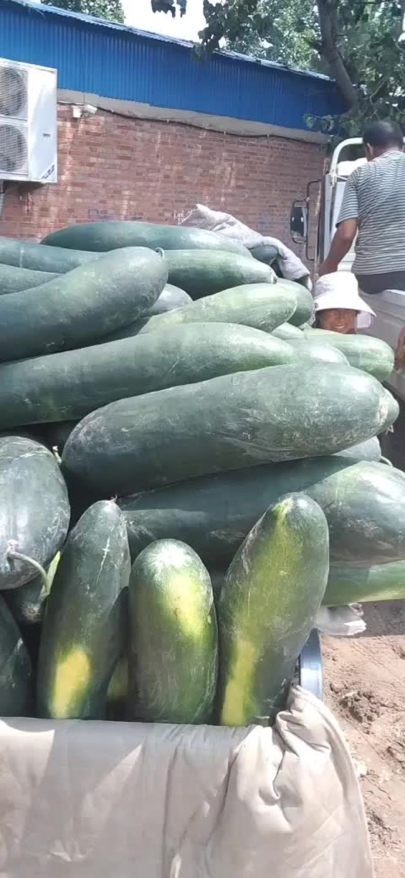 黑皮地冬瓜，大量出货，品种条美，耐运输，有一定瓜农合作，