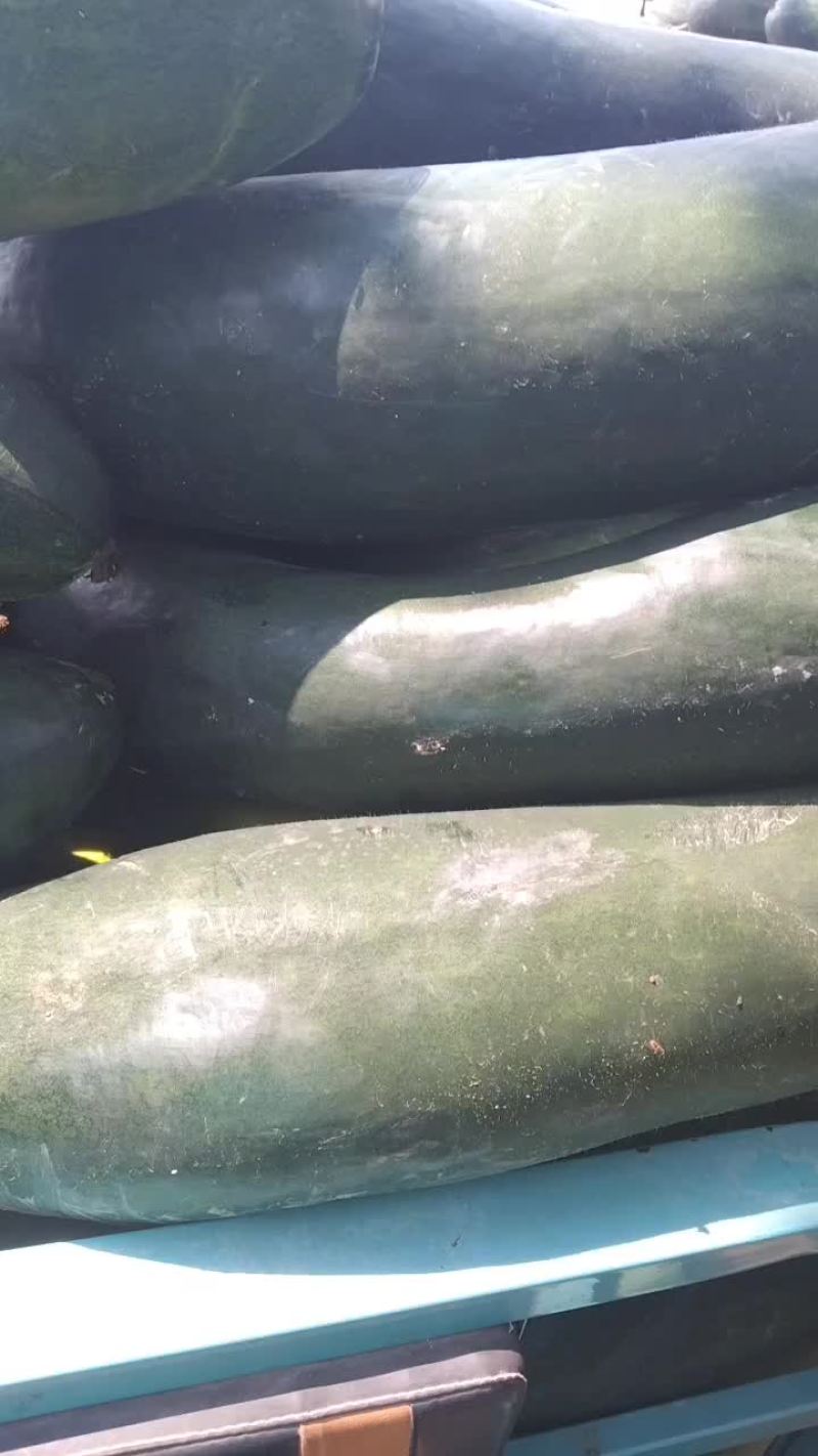 黑皮地冬瓜，大量出货，品种条美，耐运输，有一定瓜农合作，