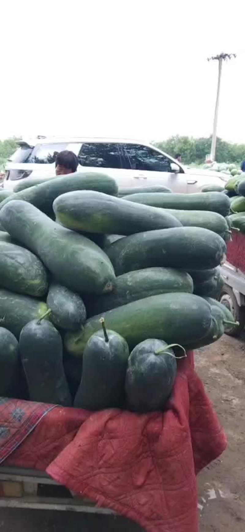 黑皮地冬瓜，大量出货，品种条美，耐运输，有一定瓜农合作，