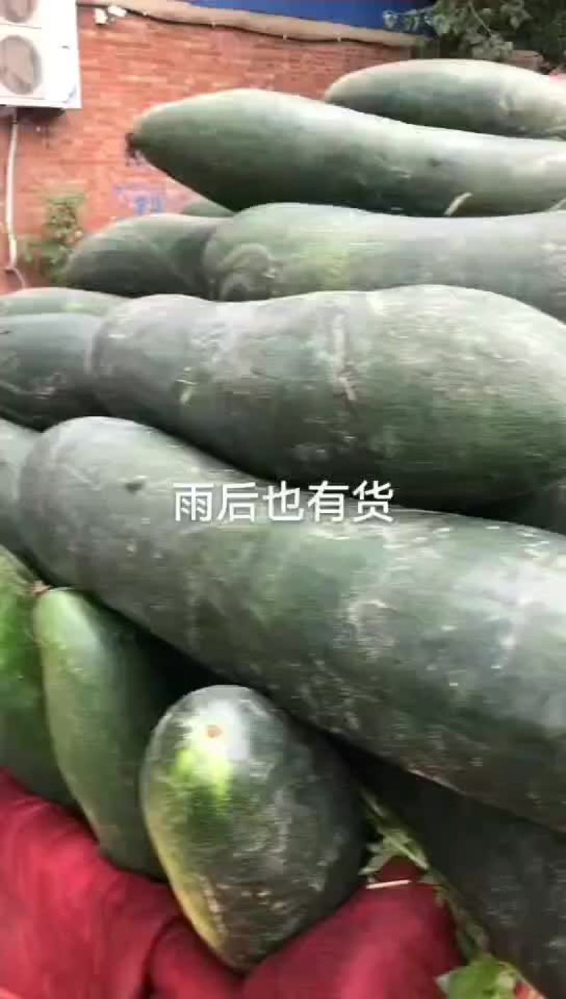 黑皮地冬瓜，大量出货，品种条美，耐运输，有一定瓜农合作，