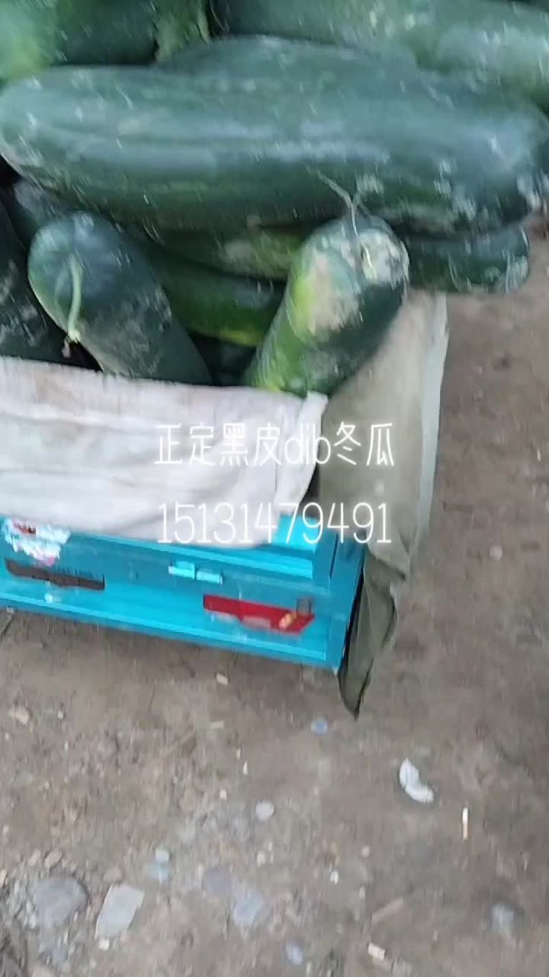 黑皮地冬瓜，大量出货，品种条美，耐运输，有一定瓜农合作，
