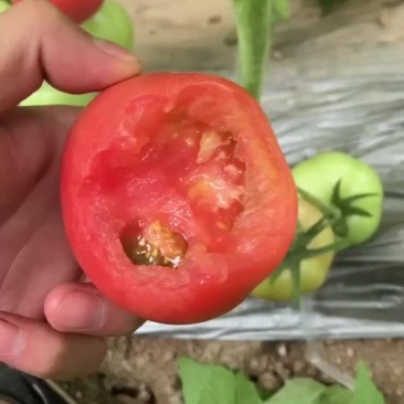 西红柿