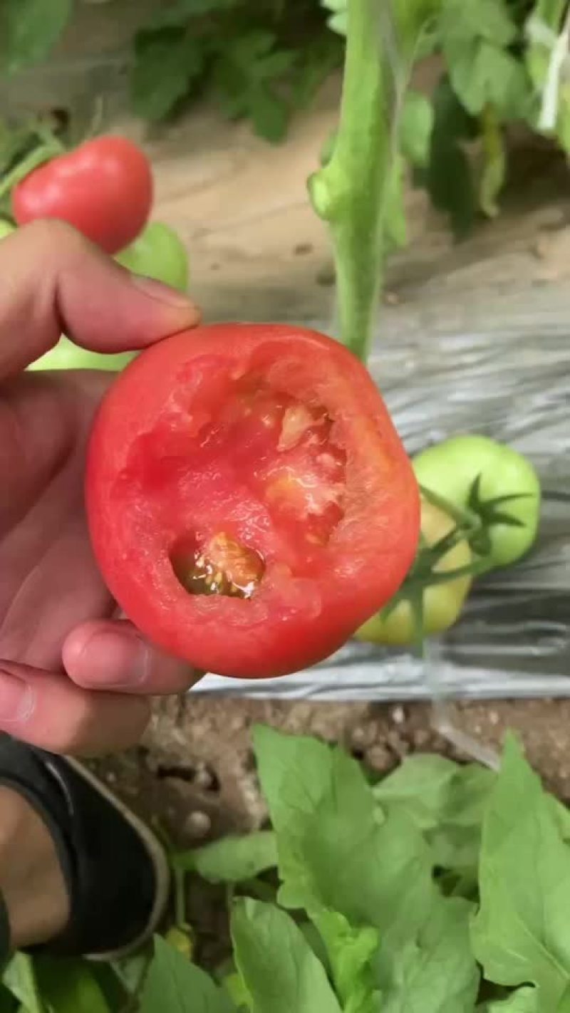 西红柿