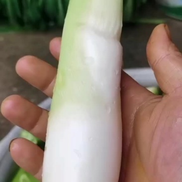 精品茭白