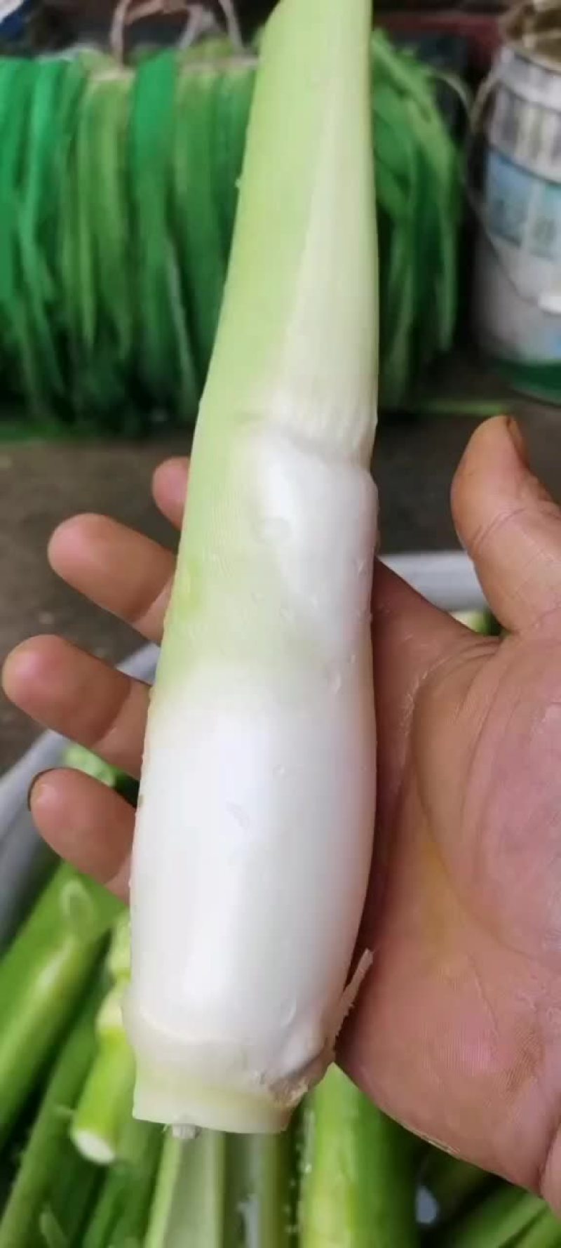 精品茭白