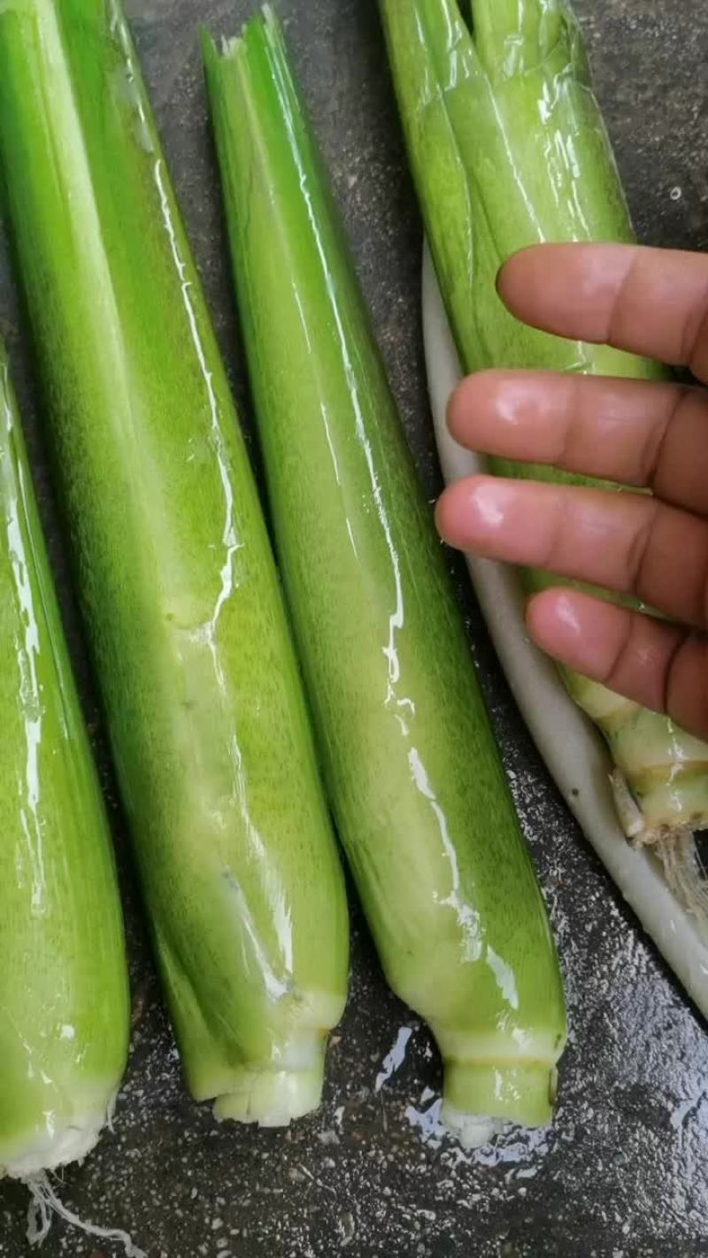 精品茭白