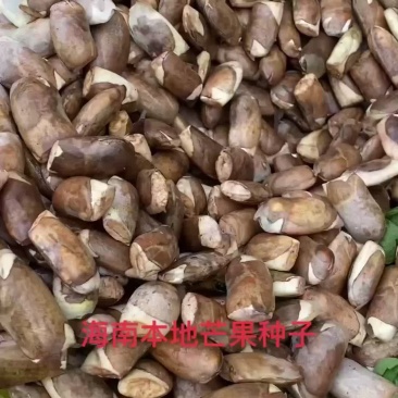 海南本地芒果种子