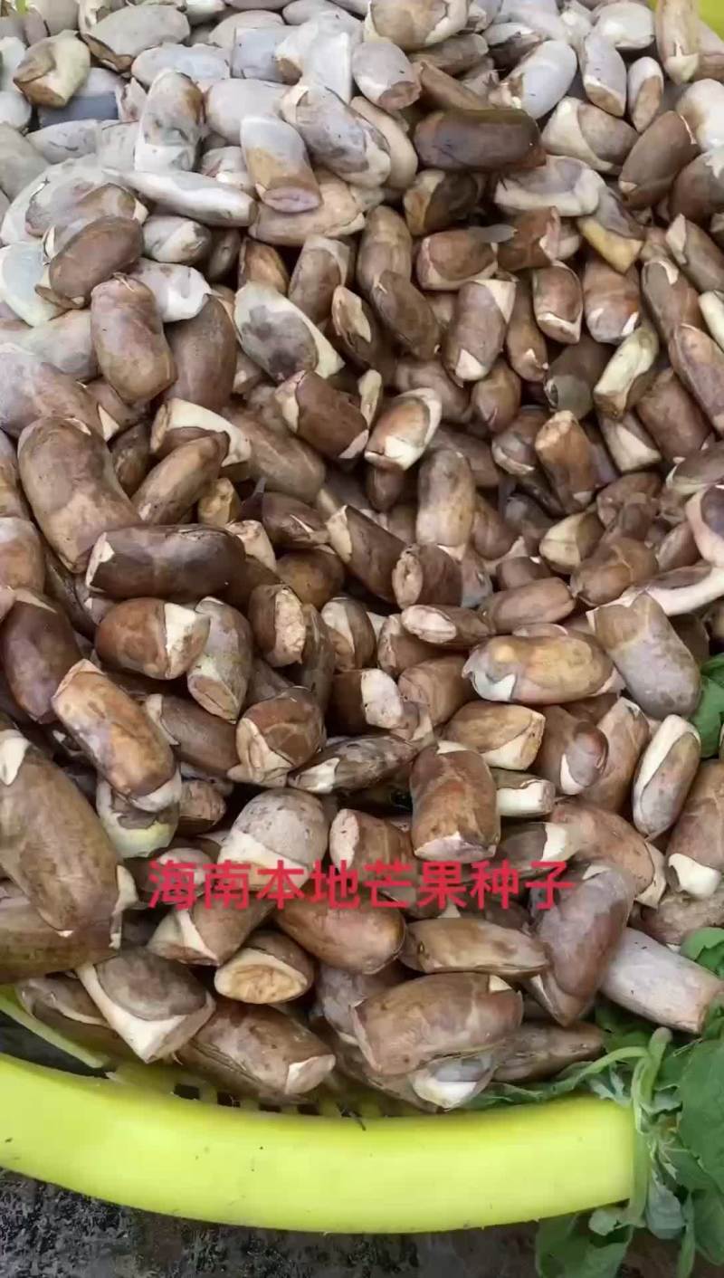 海南本地芒果种子