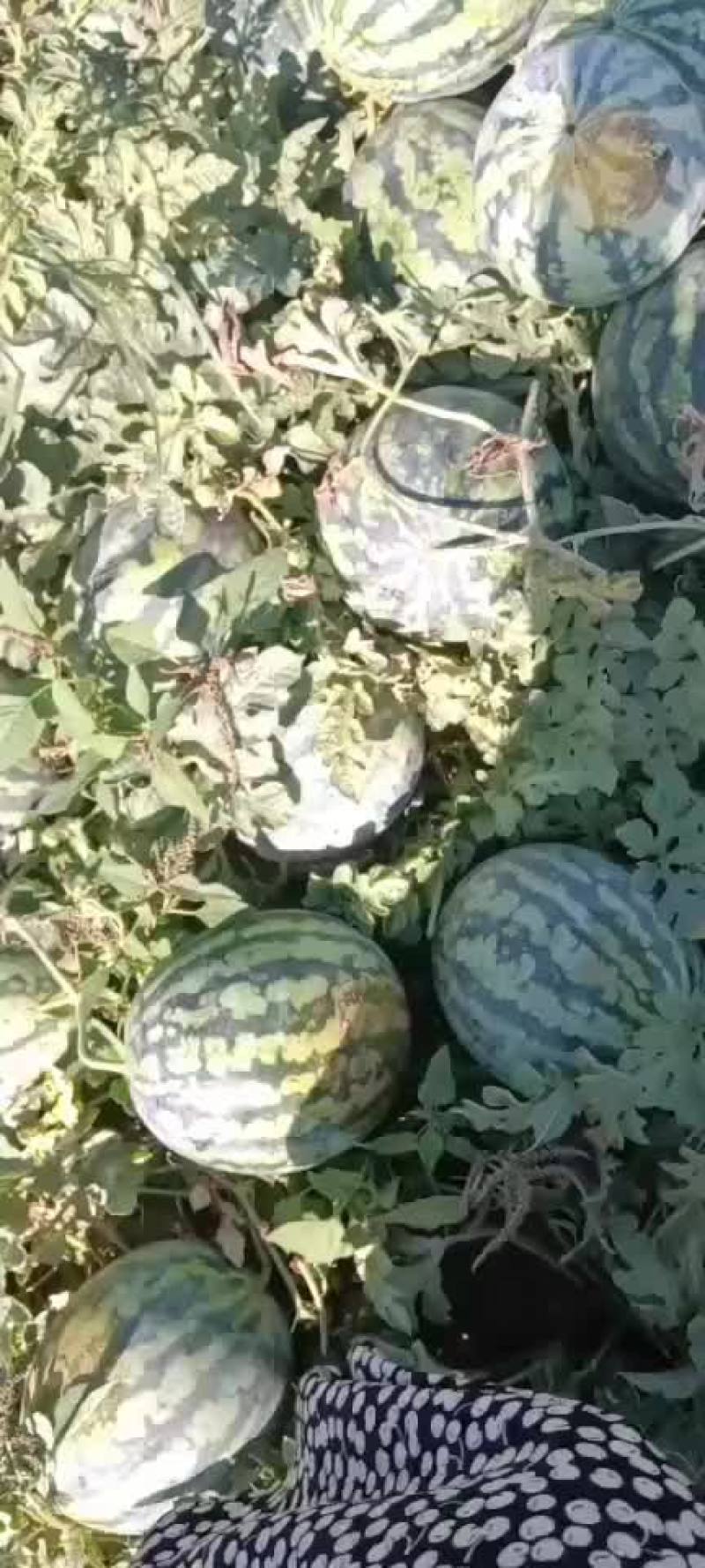 小甜王西瓜有货要的老板联系