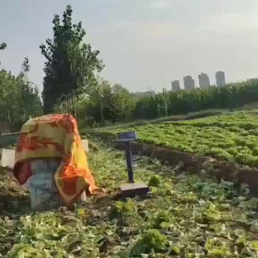 绿色有机无公害生菜