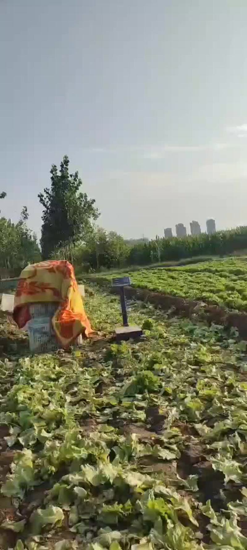 绿色有机无公害生菜