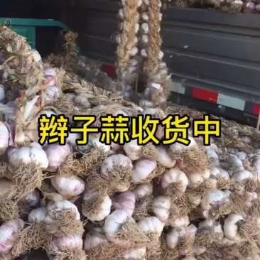 山东临清辫子蒜……蒜黄料，东北独头蒜栽子！