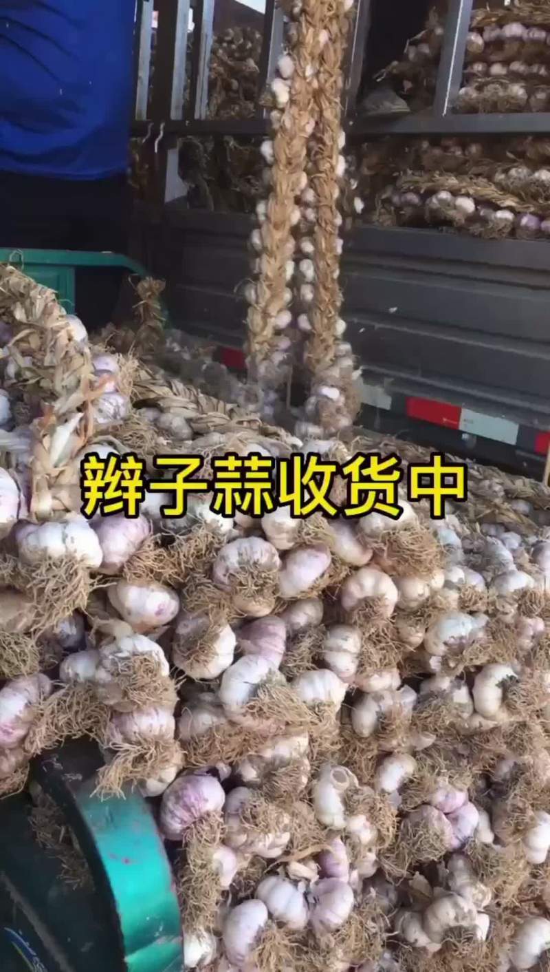 山东临清辫子蒜……蒜黄料，东北独头蒜栽子！