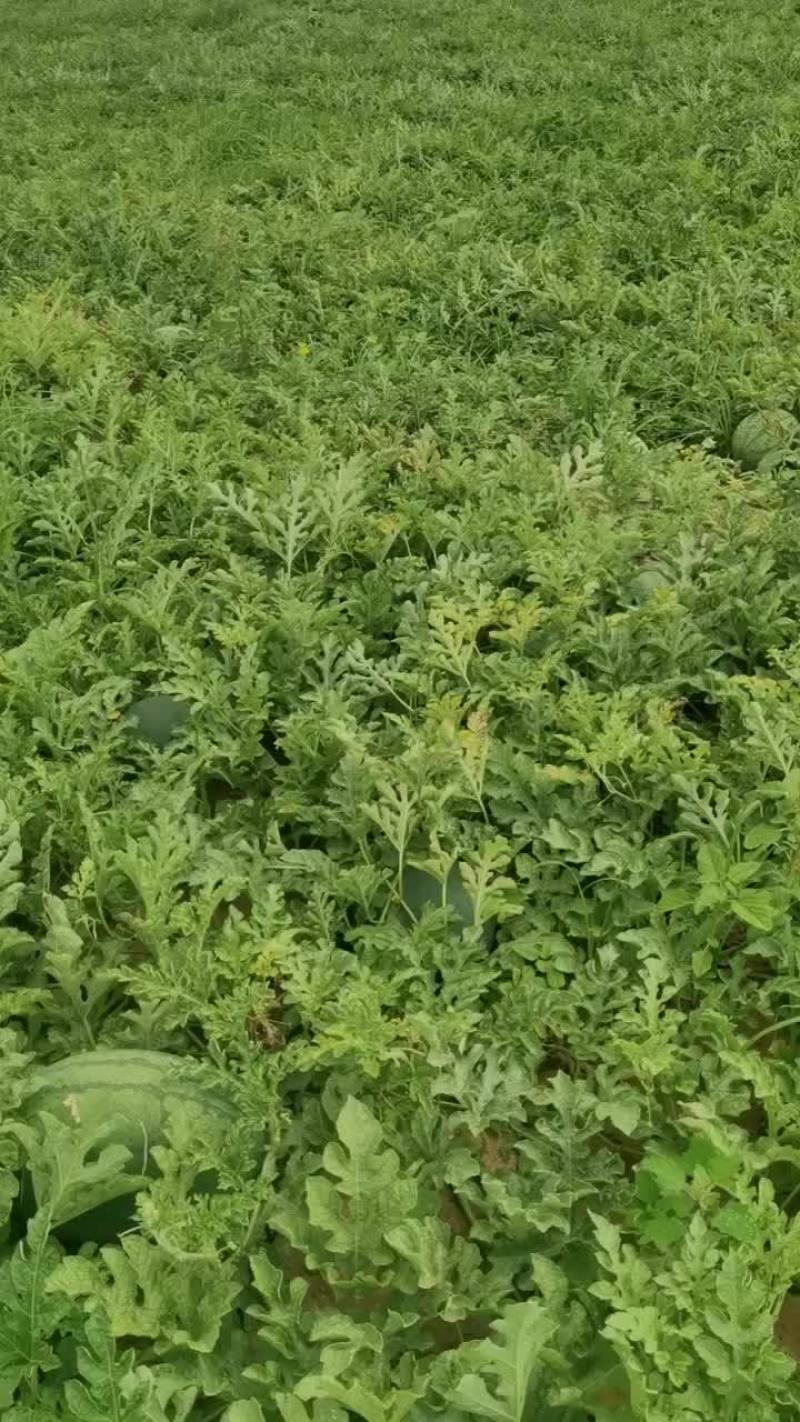 二十亩龙卷风西瓜质量杠杠滴
