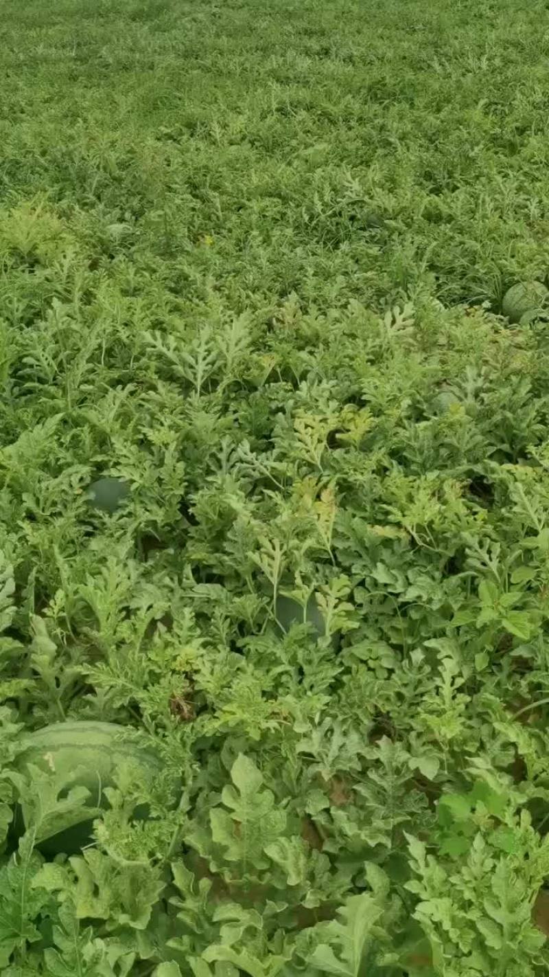 二十亩龙卷风西瓜质量杠杠滴