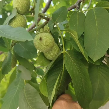 青皮核桃