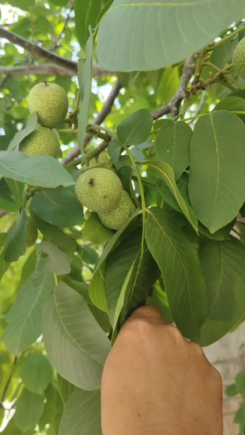 青皮核桃
