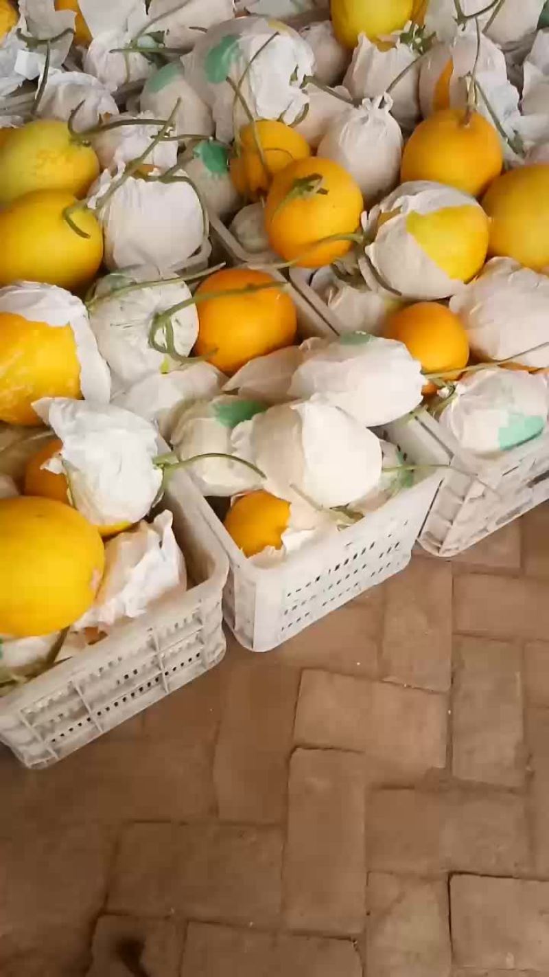久红瑞头茬。毛病花皮瓜，个头单重345678,口感13个