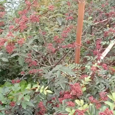 贡椒大量上市，欢迎各位老板来电