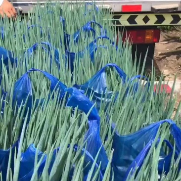 香葱精品