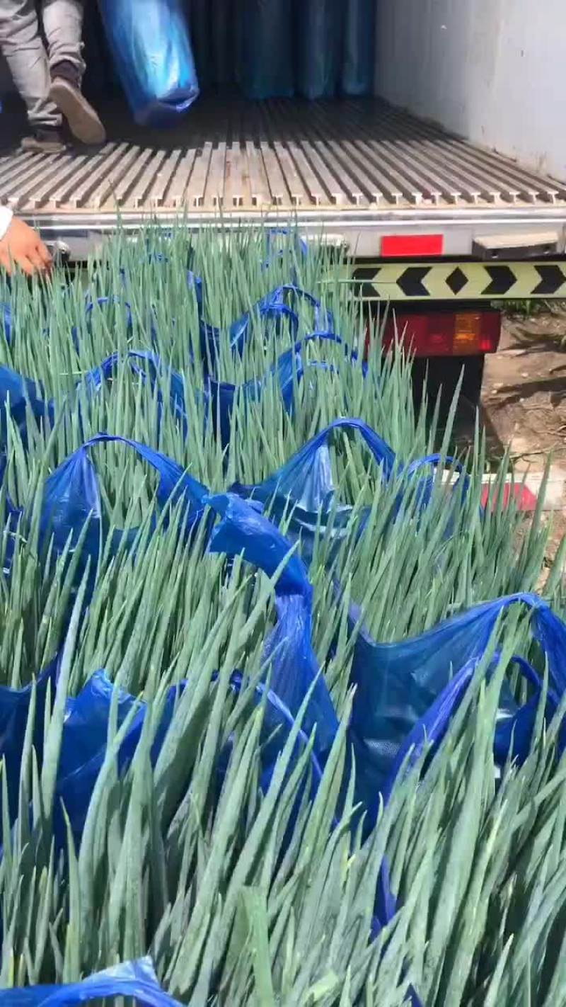 香葱精品