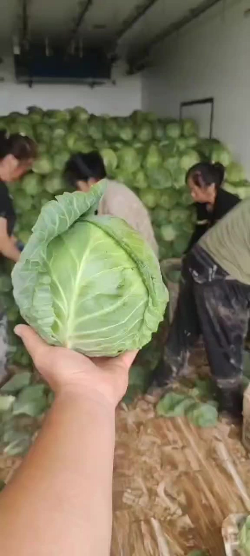 山西甘蓝圆包菜新货上市可(散装袋装)精品质量