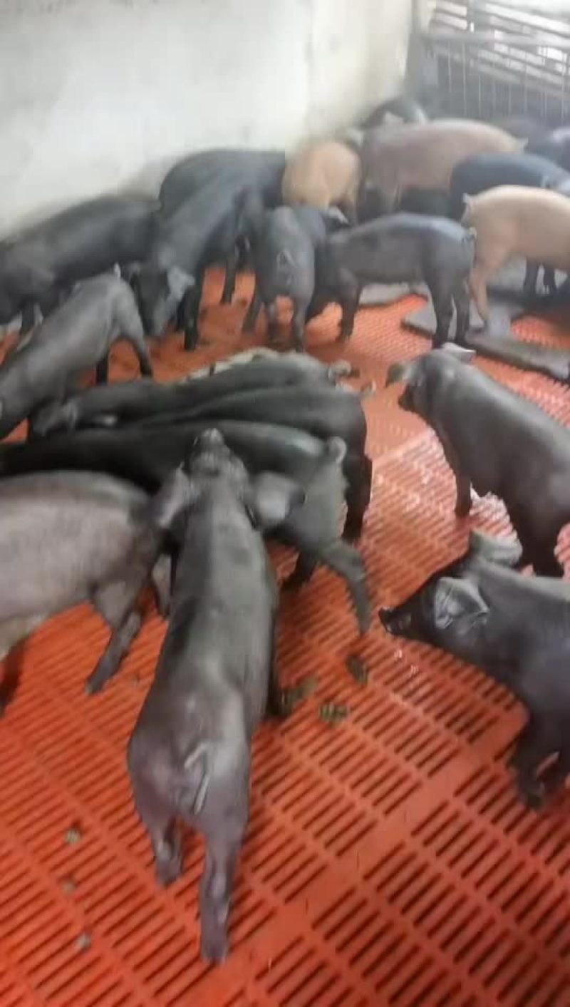 全黑育肥仔猪