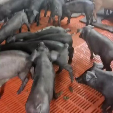 全黑育肥仔猪