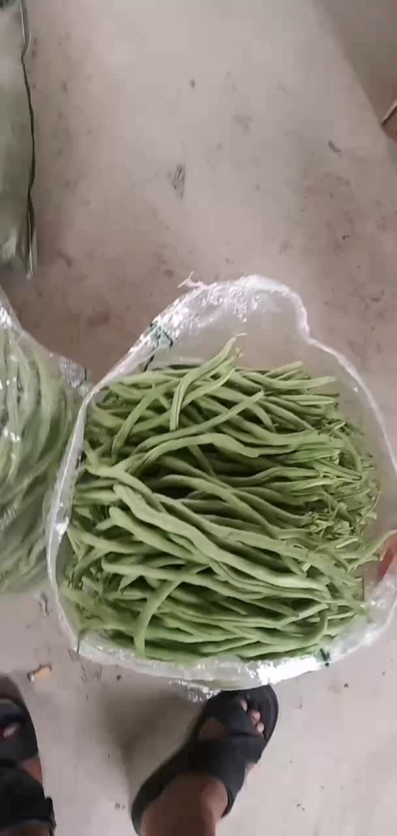 架豆王