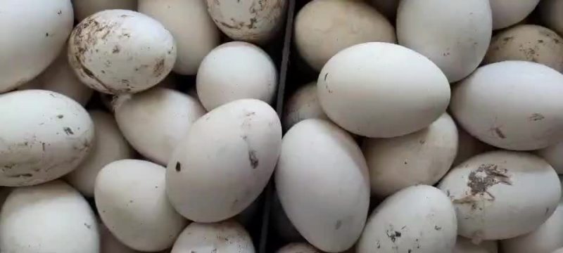 农村笨鹅蛋