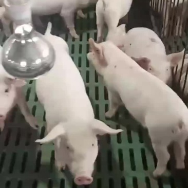 自家猪场的支持血检