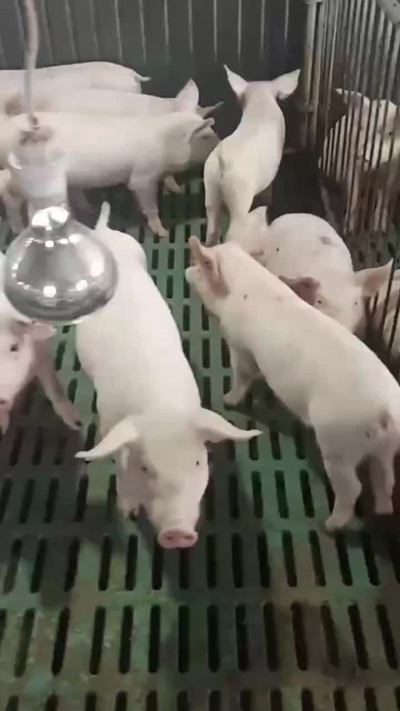 自家猪场的支持血检