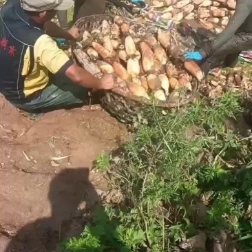 大珍珠大量上市，欢迎各位老板前来采购👏👏👏👏👏