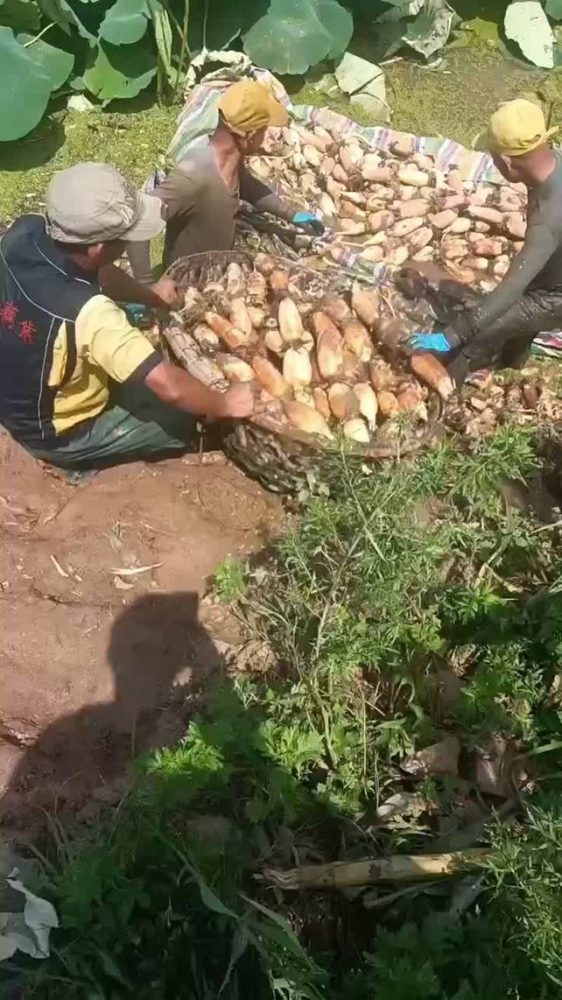 大珍珠大量上市，欢迎各位老板前来采购👏👏👏👏👏