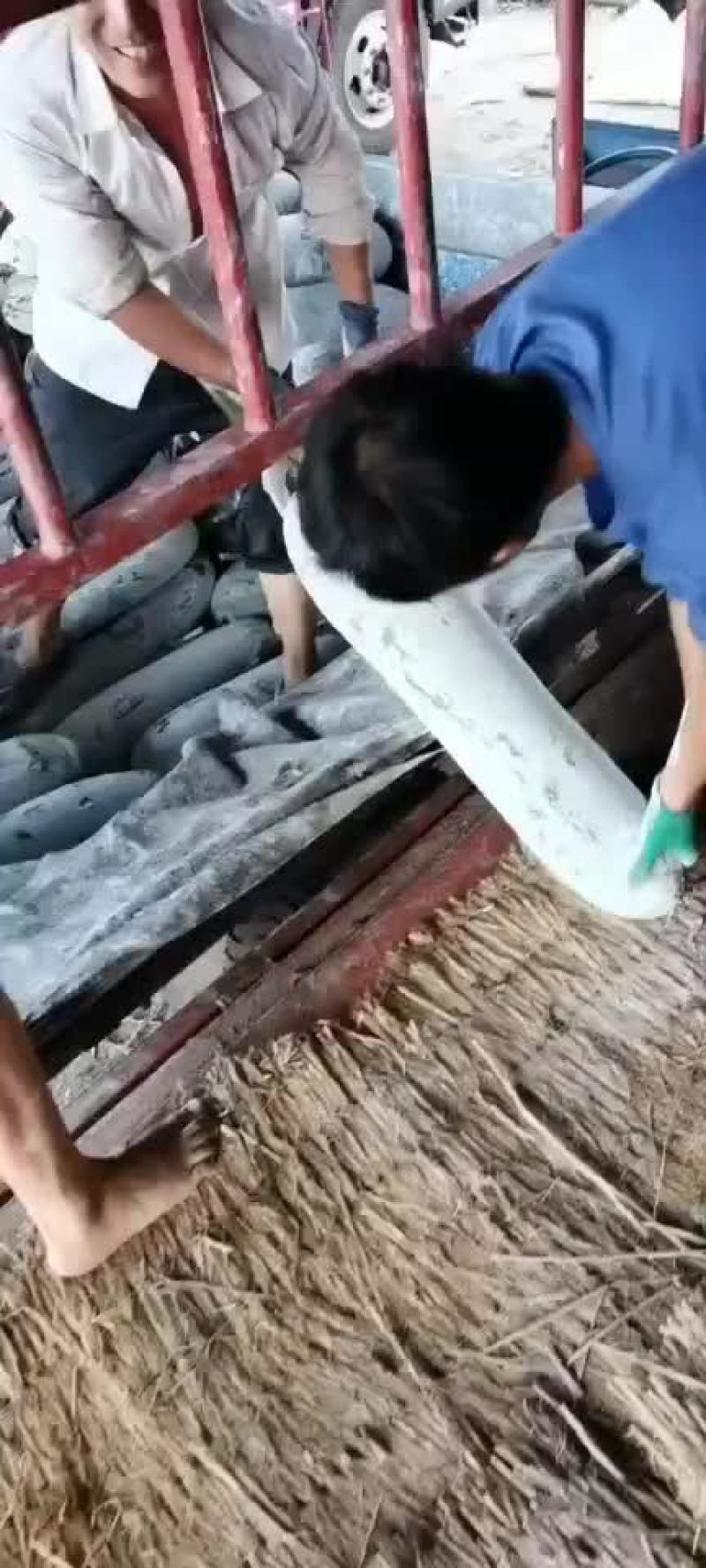白皮吊冬瓜