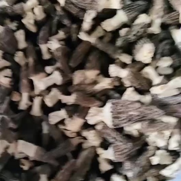 羊肚菌2022年新货