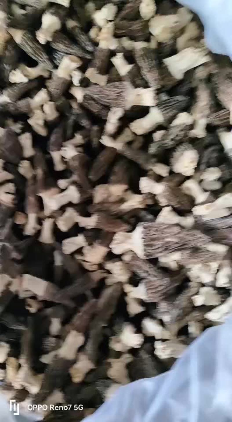 羊肚菌2022年新货