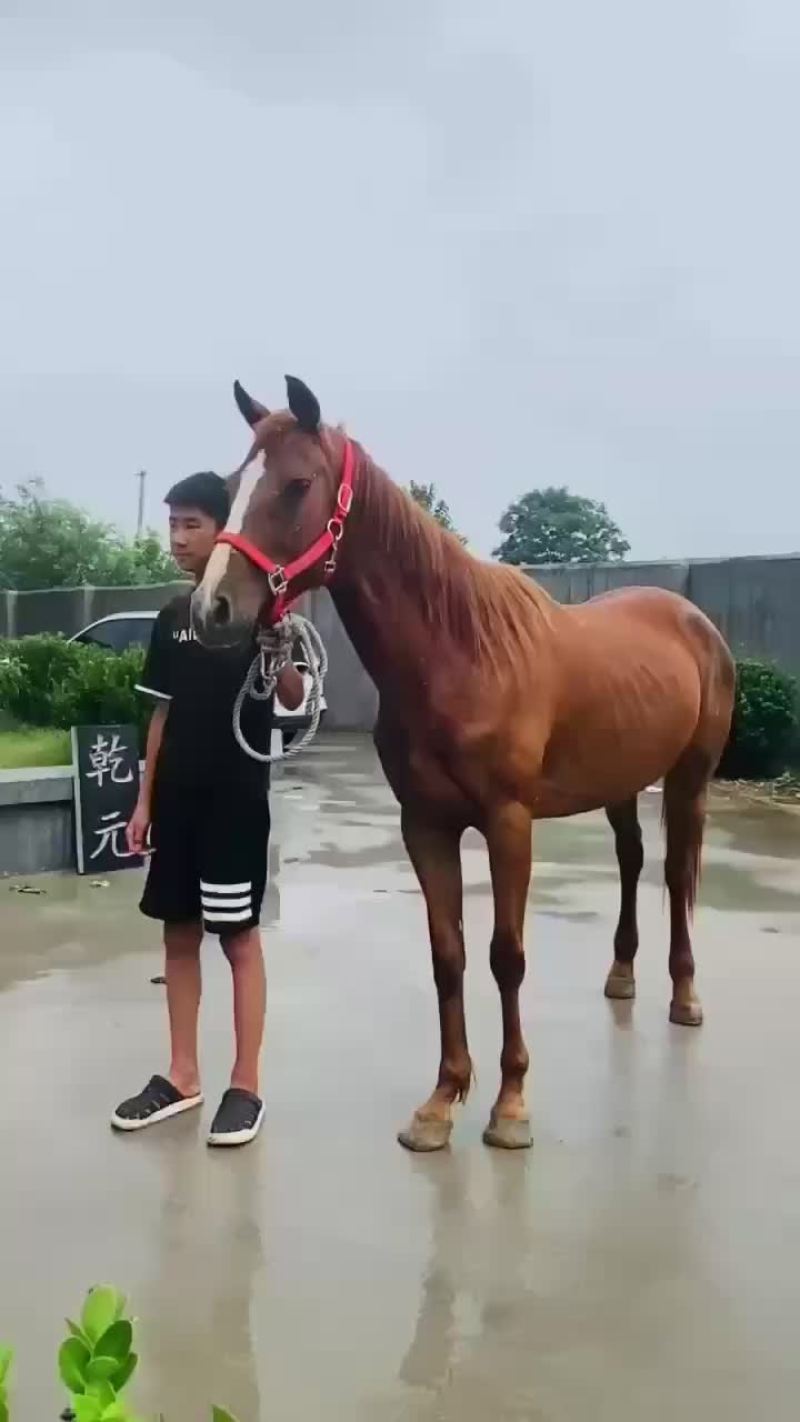 精品半血母马