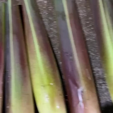 精品川茭